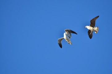 Bataille de Mouettes