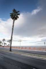 palm tree along the road in spain