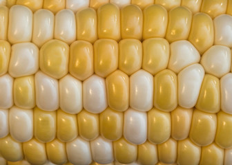 Young corn. Grains of corn on the cob. Smooth rows. Close-up.