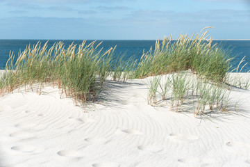 Dune with beach grass.