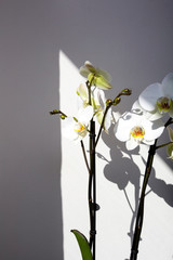 orchid flowers and shadows on white wall background