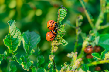 Obraz na płótnie Canvas The larvae of the Colorado potato beetle destroy the crop of young potatoes, closeup. Pests destroy a crop in the field. Parasites in wildlife and agriculture.