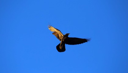 Raven in a blue sky and in sunlights