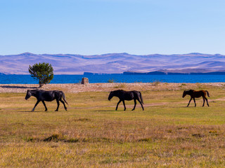 Wild horses near the Cape Uyuga, Kurma, Lake Baikal, Siberia, Russia