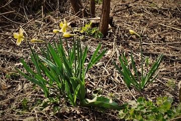 daffodils
