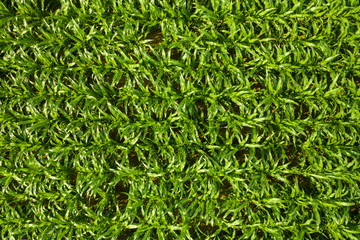 Aerial top down view of a green corn field