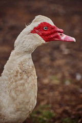 Portrait of white duck with red head