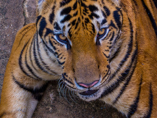 Tiger Portrait