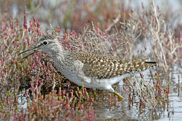 Bruchwasserläufer (Tringa glareola) - Wood sandpiper