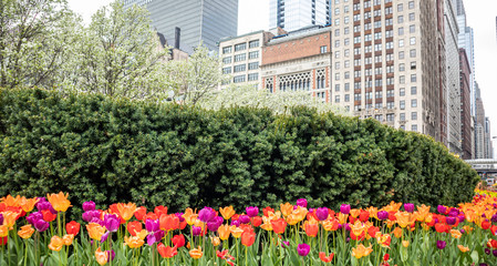 Tulips background, spring day in a park, Chicago, Illinois