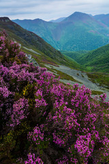 Plakat HEATHER (Erica australis), Fuentes del Narcea, Degaña e Ibias Natural Park, Asturias, Spain, Europe
