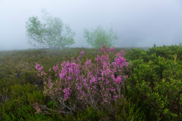 HEATHER (Erica australis), Fuentes del Narcea, Dega&ntilde;a e Ibias Natural Park, Asturias, Spain, Europe