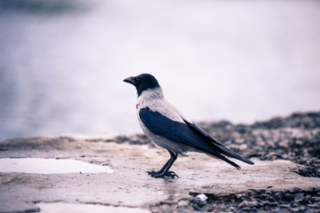 crow on a tree