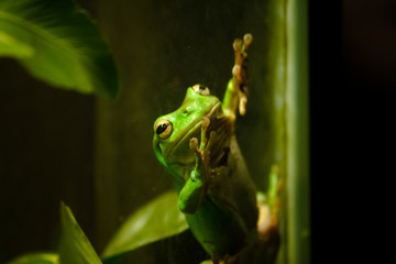 Javan tree frog, flying frog, wallace frog, green frog