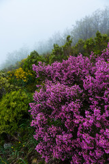 HEATHER (Erica australis), Fuentes del Narcea, Degaña e Ibias Natural Park, Asturias, Spain, Europe