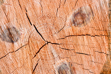 Wood Grain Background Texture. Cut wood texture background. Cross section.