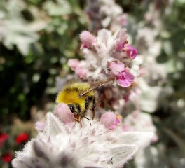Gros plan d'un Bourdon des Champs (Bombus pascuorum), butinant une Épiaire Laineuse (Stachys...