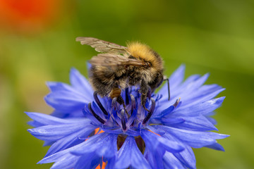 Macro of bumblebee feeding on a cornflower