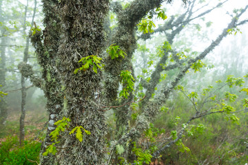 Fuentes del Narcea, Degaña e Ibias Natural Park, Asturias, Spain, Europe