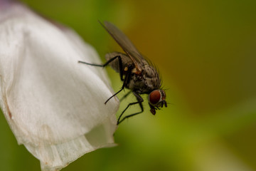 Macro of a fly feeding on a white petal