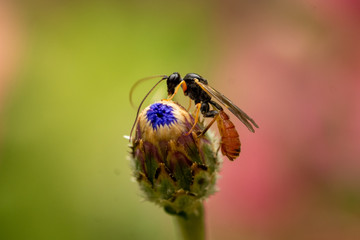 Macro of colorful insect (fly) with red tail sitting on cornflower on a meadow