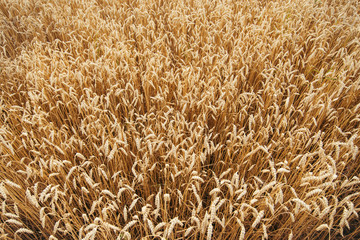 Wheat field. Ears of golden wheat close up. Beautiful Nature Sunset Landscape. Rural Scenery under Shining Sunlight. Background of ripening ears of wheat field. Rich harvest Concept. view from above