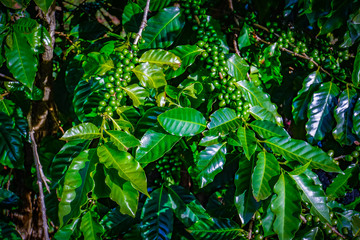 Coffee plant with cherries