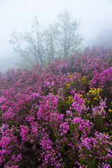 Obraz premium HEATHER (Erica australis), Fuentes del Narcea, Degaña e Ibias Natural Park, Asturias, Spain, Europe