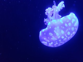Obraz na płótnie Canvas Beautiful jellyfish. Aquarium with blue jellyfish. Underwater life in ocean jellyfish with blue background.