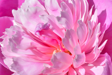 Pink peony,Flower texture. Pink peony Macro. Flower texture