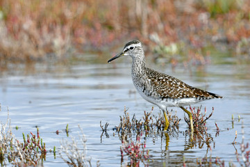 Bruchwasserläufer (Tringa glareola) - Wood sandpiper