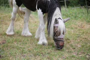 Pferd mit langen Haaren