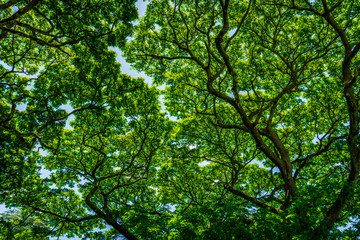 Tree canopy
