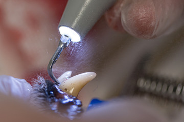 Dentist cleans the teeth of a dog with ultrasound. Clean white teeth in the animal