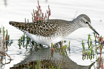 Bruchwasserläufer (Tringa glareola) - Wood sandpiper