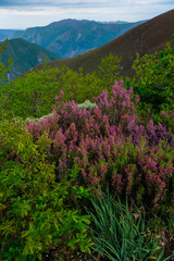 Obraz premium HEATHER (Erica australis), Fuentes del Narcea, Degaña e Ibias Natural Park, Asturias, Spain, Europe