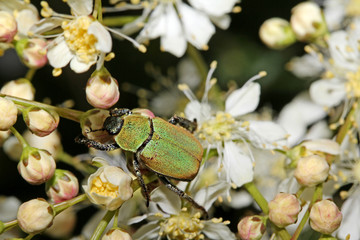 piccolo scarabeide (Hoplia argentea) su fiori di filipendula