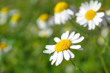 Fototapeta premium flowers of small daisies on a green background