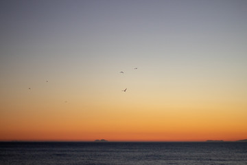 Fototapeta na wymiar Seagulls flying over the sea at sunset with the background of the mountains of South Africa