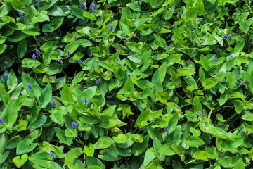 Flowers on Lake Wallpaper 