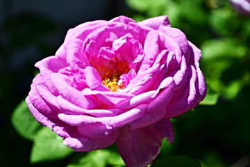 Vintage flower tea rose, great design for any purposes. Top view. Natural background. Herbal medicine.