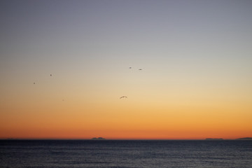 Seagulls flying over the sea at sunset with the background of the mountains of South Africa