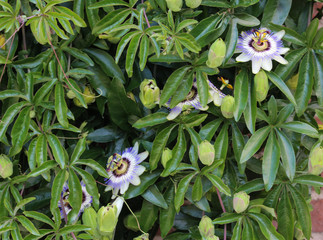 Passiflora caerulea, the blue passionflower, bluecrown passionflower or common passion flower,...