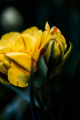 Fototapeta premium closeup of flower
