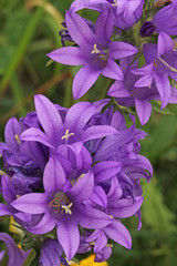 ciuffi violetti di Campanula glomerata