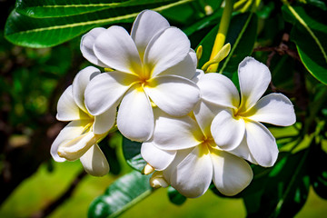 Fototapeta na wymiar White Plumeria Flowers