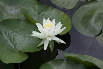 Yellow and White Flowers  2019