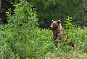 Wilder Grizzlybär in Kanada