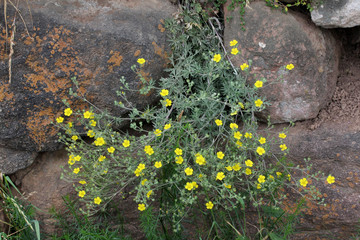 i fiori gialli della Potentilla argentea si sporgono tra le pietre di un muro a secco - obrazy, fototapety, plakaty