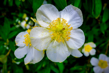 White Hawaiian Flower